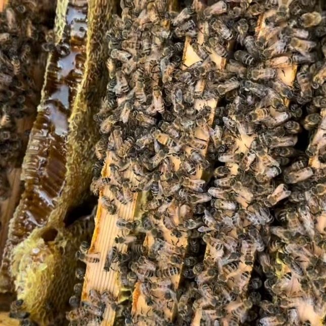 Lexx's hive Lexx's hive