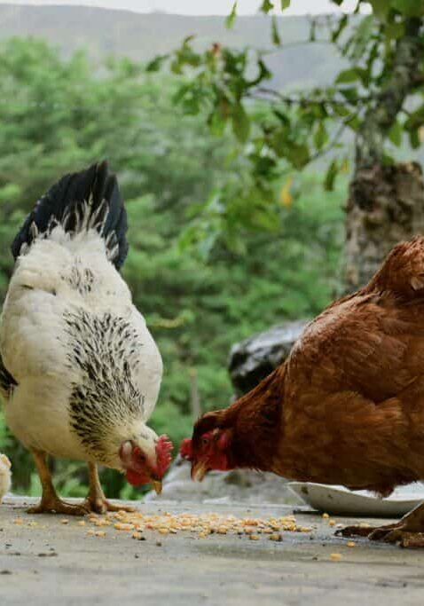 pexels-gilmerdiaz-3130897