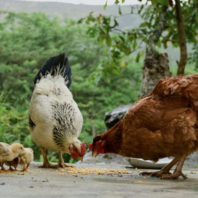 pexels-gilmerdiaz-3130897